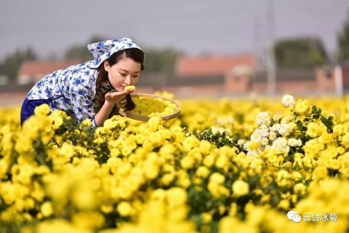 云臺冰菊基地發(fā)生了什么？一批批領導專家團隊前來！