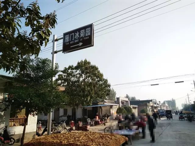 如何找到云臺冰菊？怎樣找到云臺冰菊？